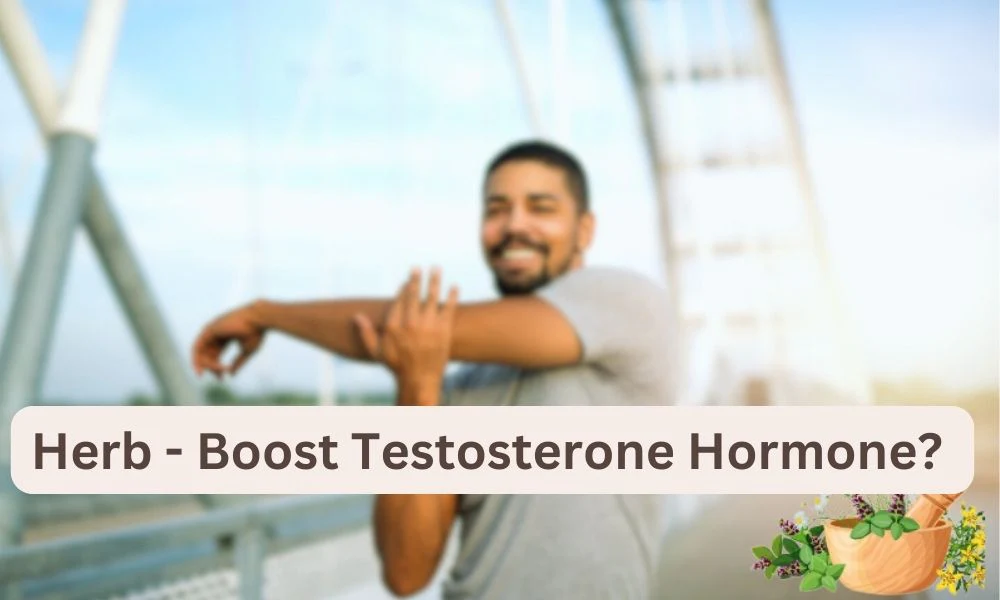 How To Increase Testosterone And Libido