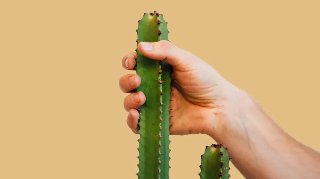 Small Penis To Big Penis​